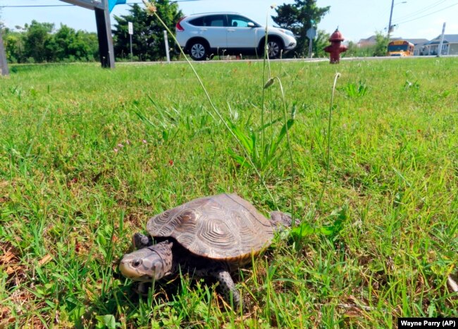 A turtle crawls through the grass away from a roadway at the Wetlands Institute in Stone Harbor, N.J., June 8, 2022. (AP Photo/Wayne Parry)