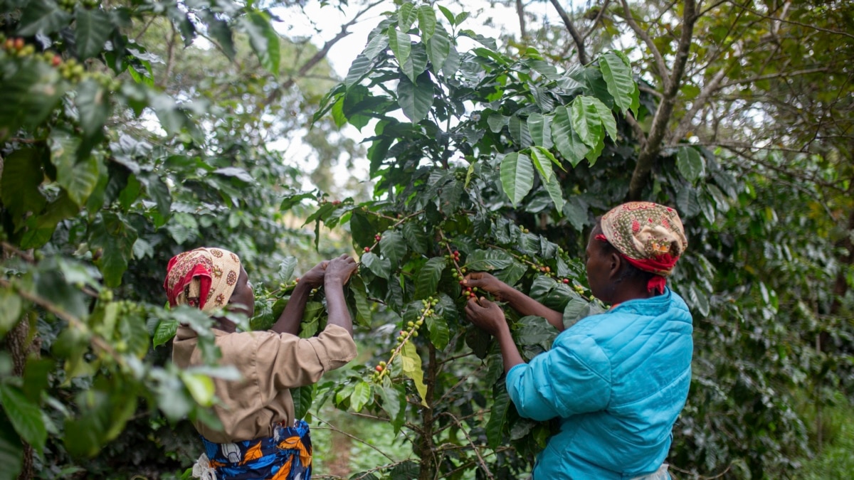 Seeking To Close Gender Gap In Agriculture