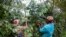 Des femmes coupent et ramassent des grains de café dans la plantation de café de la chaîne de montagnes Gorongosa à Gorongosa le 20 mai 2022.