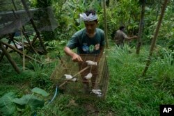 A volunteer of Friends of the National Parks Foundation carries Bali mynahs in a cage prior to releasing them into the wild in Tabanan, Bali, Indonesia on April 19, 2022. (AP Photo/Tatan Syuflana)