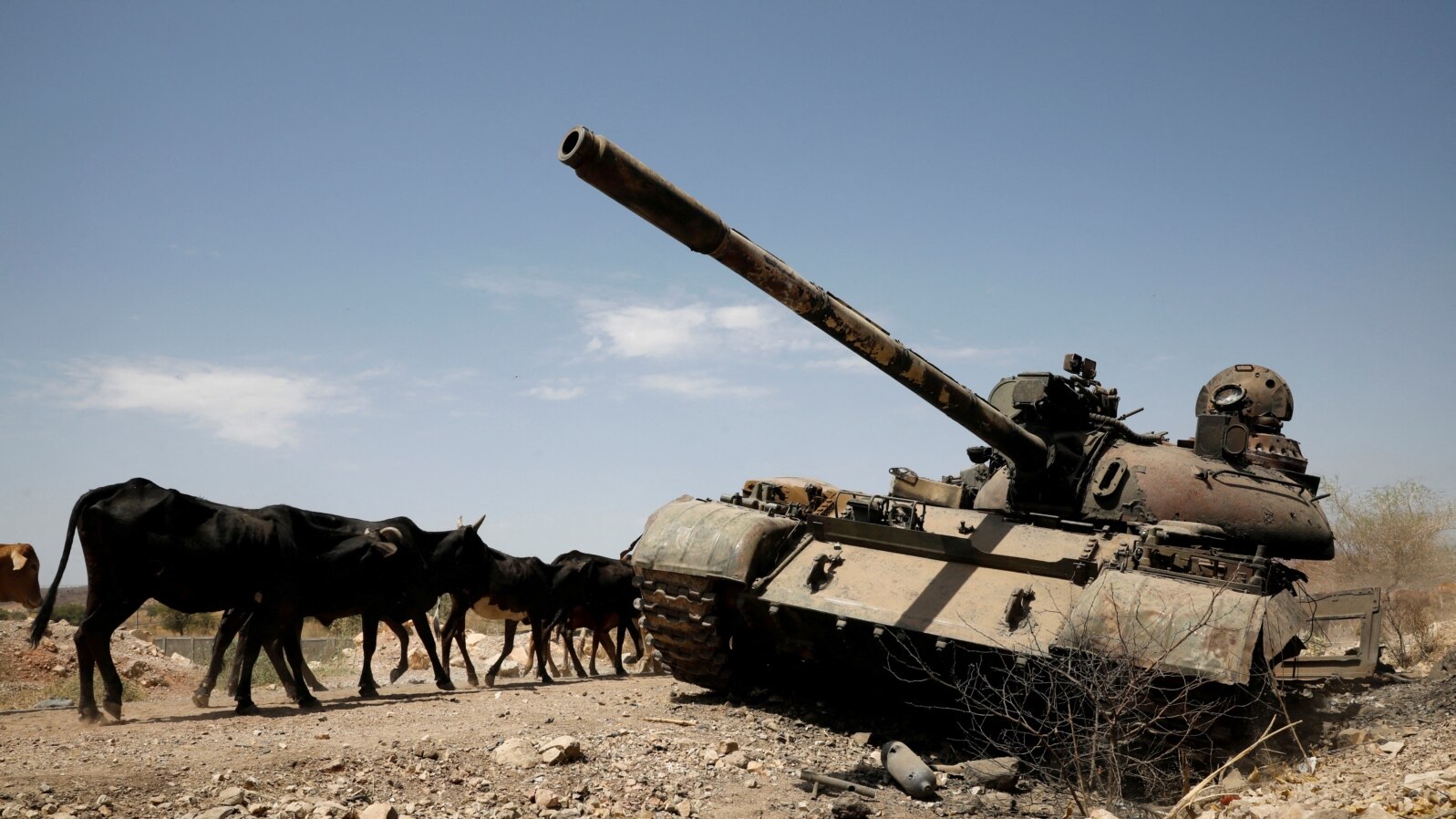 FILE - Cows walk past a tank damaged in fighting between Ethiopian government and Tigray forces, near the town of Humera, Ethiopia, March 3, 2021.