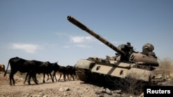 FILE - Cows walk past a tank damaged in fighting between Ethiopian government and Tigray forces, near the town of Humera, Ethiopia, March 3, 2021.
