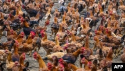 FILE: Chickens are seen in a poultry farm on May 31, 2022