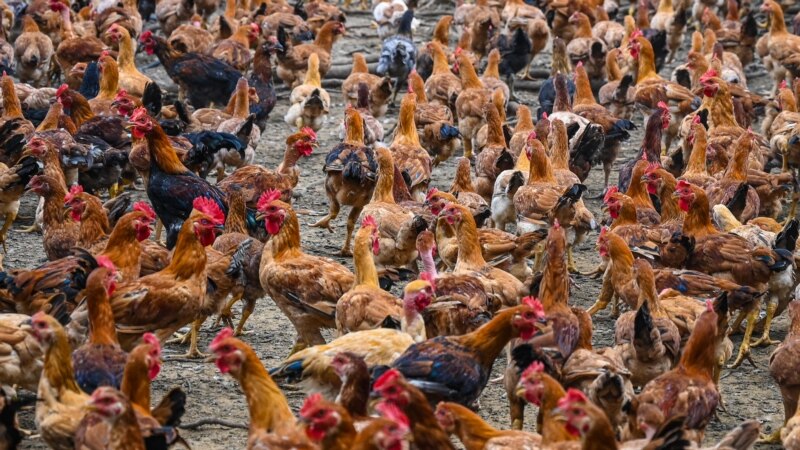 Setelah Protes, Malaysia Cabut Larangan Ekspor Ayam