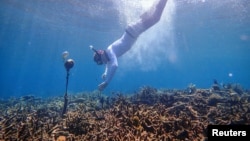 A researcher deploys a hydrophone, which helps to record underwater soundscape for a pilot project using artificial intelligence system to identify reef health in South Sulawesi, Indonesia, June 24, 2019. (Tim Lamont/University of Exeter/Handout via REUTERS)