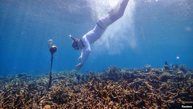 A researcher deploys a hydrophone, which helps to record underwater soundscape for a pilot project using artificial intelligence system to identify reef health in South Sulawesi, Indonesia, June 24, 2019. (Tim Lamont/University of Exeter/Handout via REUTERS)