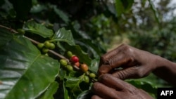 Une personne manipule des grains de café dans une plantation de la chaîne de montagnes de Gorongosa à Gorongosa le 20 mai 2022.