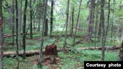 Virgin forest Bjelašnica (FOTO Dalibor Ballian)