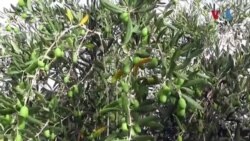 په چمن کې د زیتونو نیالګیو د شاوخوا 30 فیصده کيفيت لرونکو تېلو پيداواﺭ وﺭکړی