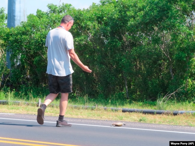 Volpe shoos a turtle off a roadway in New Jersey, June 8, 2022. To "shoo" means to drive away an animal often by saying "shoo." (AP Photo/Wayne Parry)