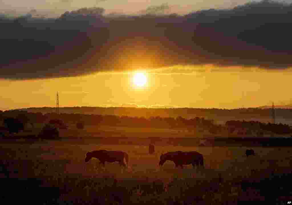 Icelandic horses graze on a meadow in Wehrheim near Frankfurt, Germany, during sunrise.