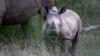 Le rhinocéros blanc du Sud ne compte aujourd'hui qu'environ 20.000 spécimens.