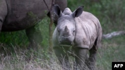 Le rhinocéros blanc du Sud ne compte aujourd'hui qu'environ 20.000 spécimens.