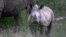 Le rhinocéros blanc du Sud ne compte aujourd'hui qu'environ 20.000 spécimens.