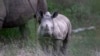 Rhinos Roam Mozambique Once Again