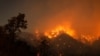 Kebakaran hutan di Wrightwood, California pada saat musim panas tahun lalu, 12 Juni 2022 (foto: dok). Wilayah negara bagian California merupakan salah satu wilayah di mana satwa-satwa paling terancam kepunahan. 