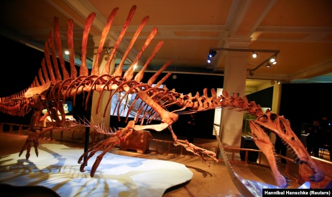 A skeleton model of a Spinosaurus is seen at the temporary exhibition "Spinosaurus" at the Natural History Museum in Berlin, Germany, February 8, 2016. (REUTERS/Hannibal Hanschke)