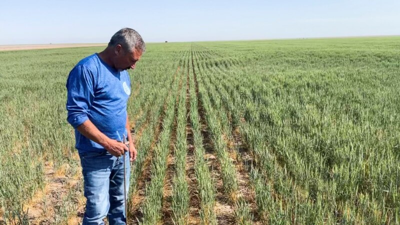 US Faces Small Wheat Harvest as World Supplies Shrink