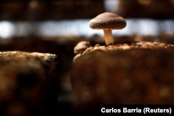 Jamur shiitake terlihat di dalam rumah kaca di sebuah pertanian, 5 April 2011. (Foto: Reuters)