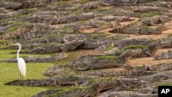 Alligators and an egret are seen on the banks of the Bento Gomes river at the Pantanal wetlands near Pocone, Mato Grosso state, Brazil, Sept. 14, 2020.