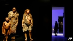 FILE - From left, models representing Flores, Homo sapiens and Neanderthal women stand in the Musee des Confluences, a science and anthropology museum in Lyon, central France, Dec. 18, 2014. 