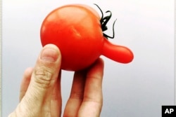 This June 10, 2018, image provided by Claudia Vos shows a tomato with genetic mutation in Aarschot, Belgium. The anomaly occurs when tomato cells divide abnormally due to hot or cold weather, resulting in an extra segment that develops outside the fruit. (Claudia Vos via AP)