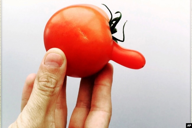 This June 10, 2018, image provided by Claudia Vos shows a tomato with genetic mutation in Aarschot, Belgium. The anomaly occurs when tomato cells divide abnormally due to hot or cold weather, resulting in an extra segment that develops outside the fruit. (Claudia Vos via AP)