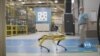 Ford взяла на роботу Boston Dynamics роботів. Відео