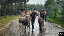 FILE - Villagers leave their homes in the rain, carrying their belongings on donkeys, near the village of Chenna Teklehaymanot, in the Amhara region of northern Ethiopia, on Sept. 9, 2021. 