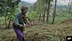 FILE - A woman works in a farm field field in Ngiresi, near the Tanzanian town of Arusha. 