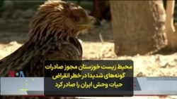 محیط زیست خوزستان مجوز صادرات گونه‌های شدیدا در خطر انقراض حیات وحش ایران را صادر کرد
