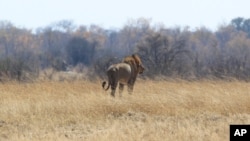 A lion named Tommy is seen in the Hwange National Park about 700 kilometers south west of Harare, Zimbabwe, Aug. 6, 2015.