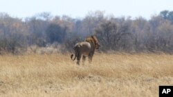 Seekor singa bernama Tommy di taman nasional Hwange, Zimbabwe (6/8).