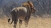 Bronkhorst is already on bail for the alleged killing of Zimbabwe's famous lion Cecil