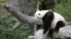 Panda Mei Sjang snimljena u zoo vrtu u Vašingtonu 2007. godine
(foto: REUTERS/Kevin Lamarque)

