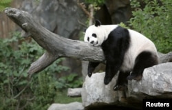 FILE - Giant panda Mei Xiang enjoys her afternoon nap at the National Zoo in Washington August 23, 2007. (REUTERS/Kevin Lamarque/File Photo)