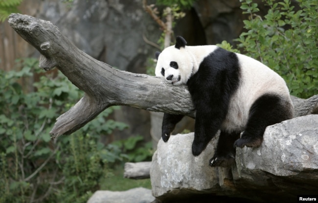 FILE - Giant panda Mei Xiang enjoys her afternoon nap at the National Zoo in Washington August 23, 2007. (REUTERS/Kevin Lamarque/File Photo)