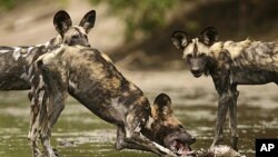 A critically endangered African wild dog (Lycaon pictus) eats a Bushbuck's head and neck in the Mana Pools National Park, a World Heritage Site, in northern Zimbabwe November 7, 2009.