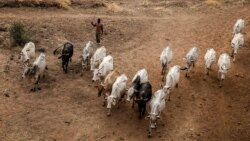 Les éleveurs Foulani Wodabé menacé par la sécheresse