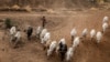 35 morts dans des affrontements entre éleveurs et agriculteurs tchadiens