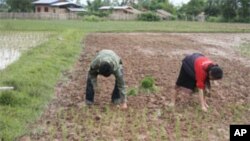 Japão entrega arroz a Moçambique