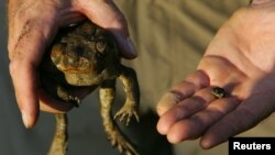 Graeme Sawyer, pendiri kelompok Northern Territory yang dikenal sebagai Frog Watch, memegang kodok tebu (kiri) dan katak asli di billabong, 120 kilometer di selatan Darwin, Australia, 11 Mei 2005.
(Foto: dok).