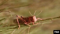 FILE - Desert locust (D. Giampeiro/FAO)