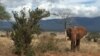 Elephant Poaching Hurting African Tourism