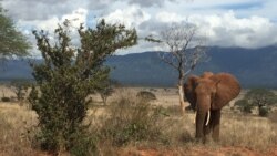 Seis elefantes abatidos por dia em Moçambique