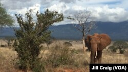 FILE - Elephants are seen in in Tsavo East National Park, Kenya, April 20, 2016.