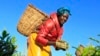 FILE - A woman picks tea leaves at a plantation in Nandi Hills, in Kenya's highlands region west of capital Nairobi, November 5, 2014. 