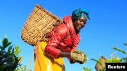 FILE - A woman picks tea leaves at a plantation in Nandi Hills, in Kenya's highlands region west of capital Nairobi, November 5, 2014. 