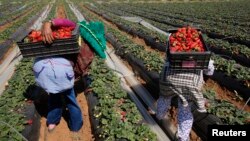 Des ouvriers agricoles ramassent des fraises dans la ville de Moulay, dans la province de Kenitra, au Maroc, le 15 mars 2014.