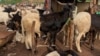 Les moutons en vente au marché de Nyanya près d'Abuja, au Nigeria, le 30 juillet 2020. (VOA/Gilbert Tamba)